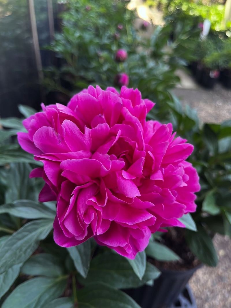Apply A Light Fertilizer Only When Needed