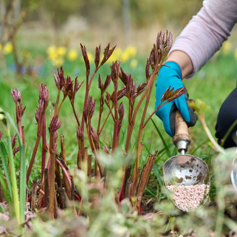 Feed Your Peonies With A Balanced Fertilizer