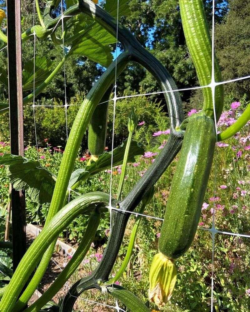 Train And Tie Vines As They Grow