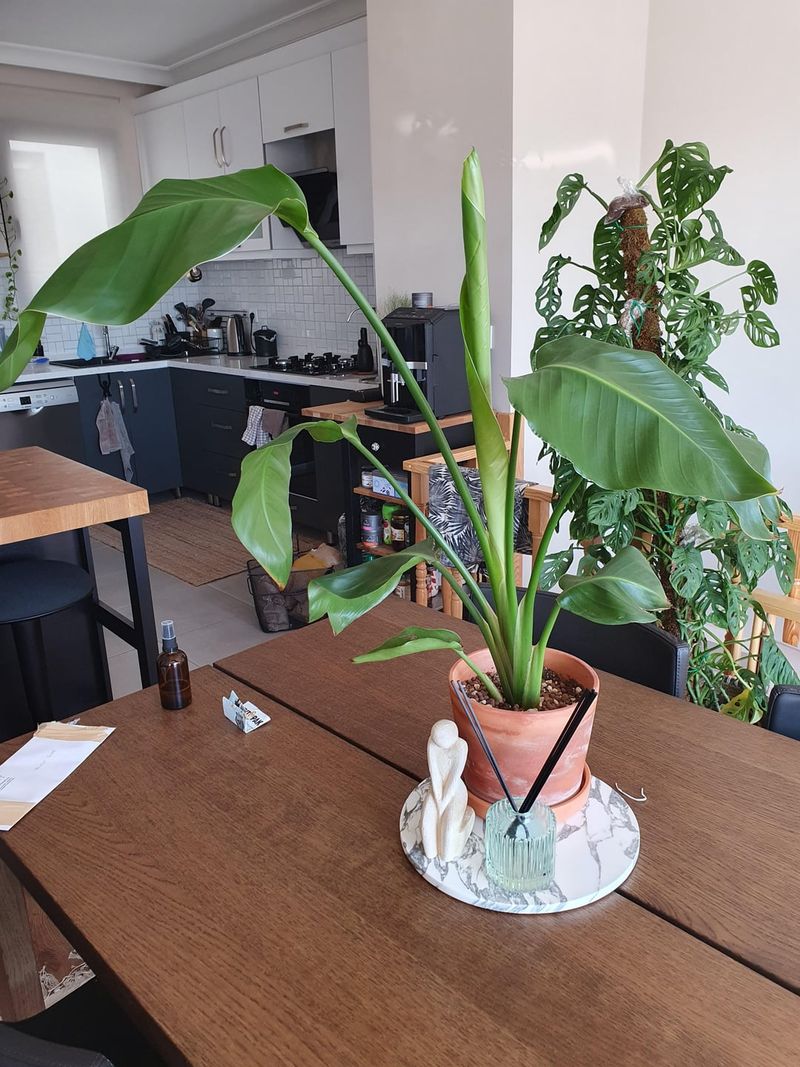 Plant Is Too Young To Produce Flowers Yet