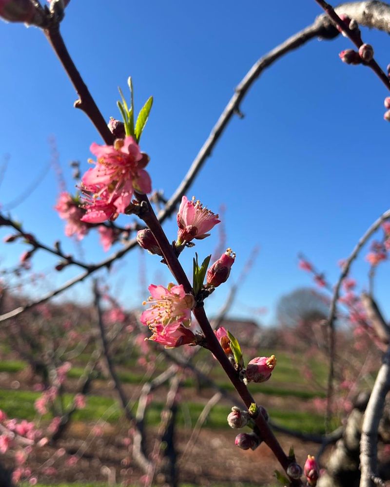 Late Spring Frost Can Damage Open Blossoms