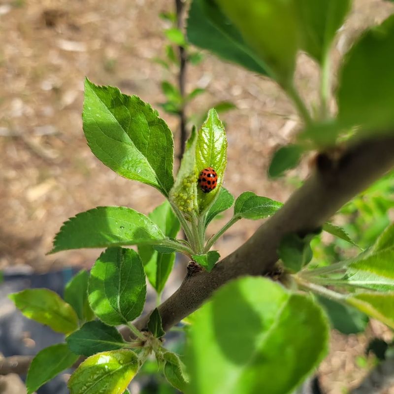 Rapid Pest Population Growth Sneaks Up On Gardeners