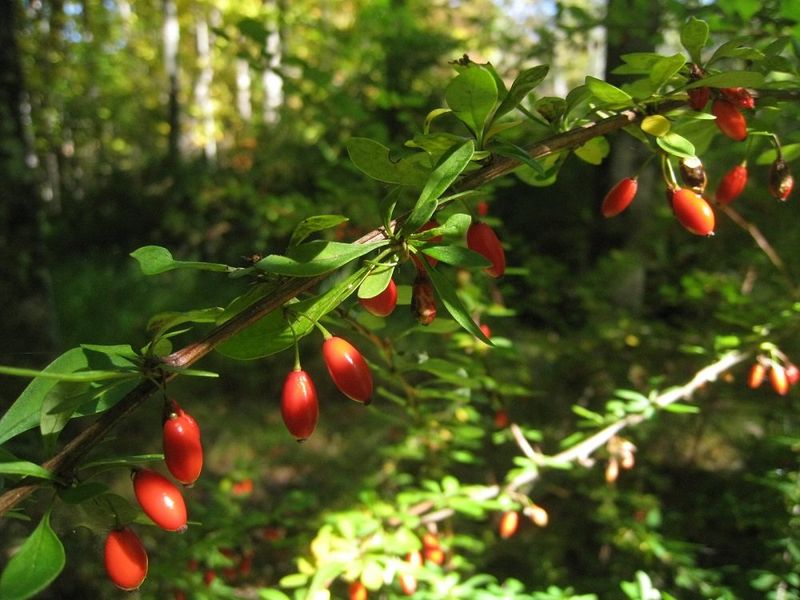 Japanese Barberry Creates Trouble Fast