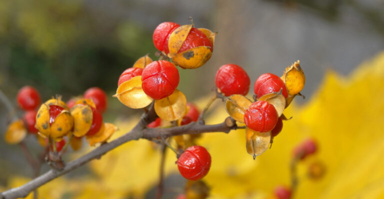 Invasive Garden Plants Michigan Homeowners Should Remove Before They Spread