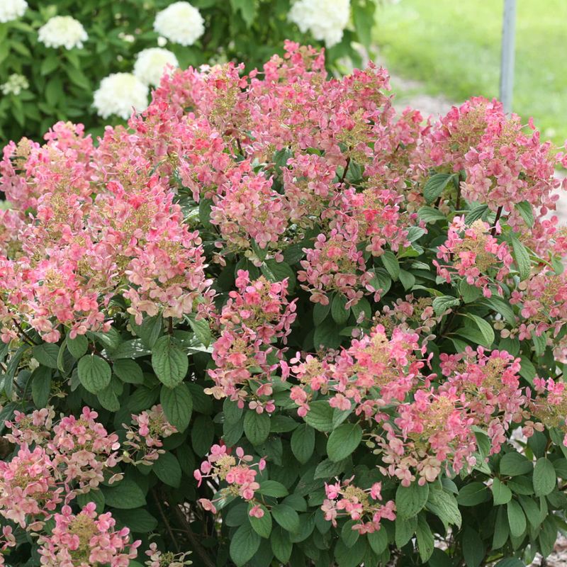 Little Quick Fire Responds Well To Spring Pruning