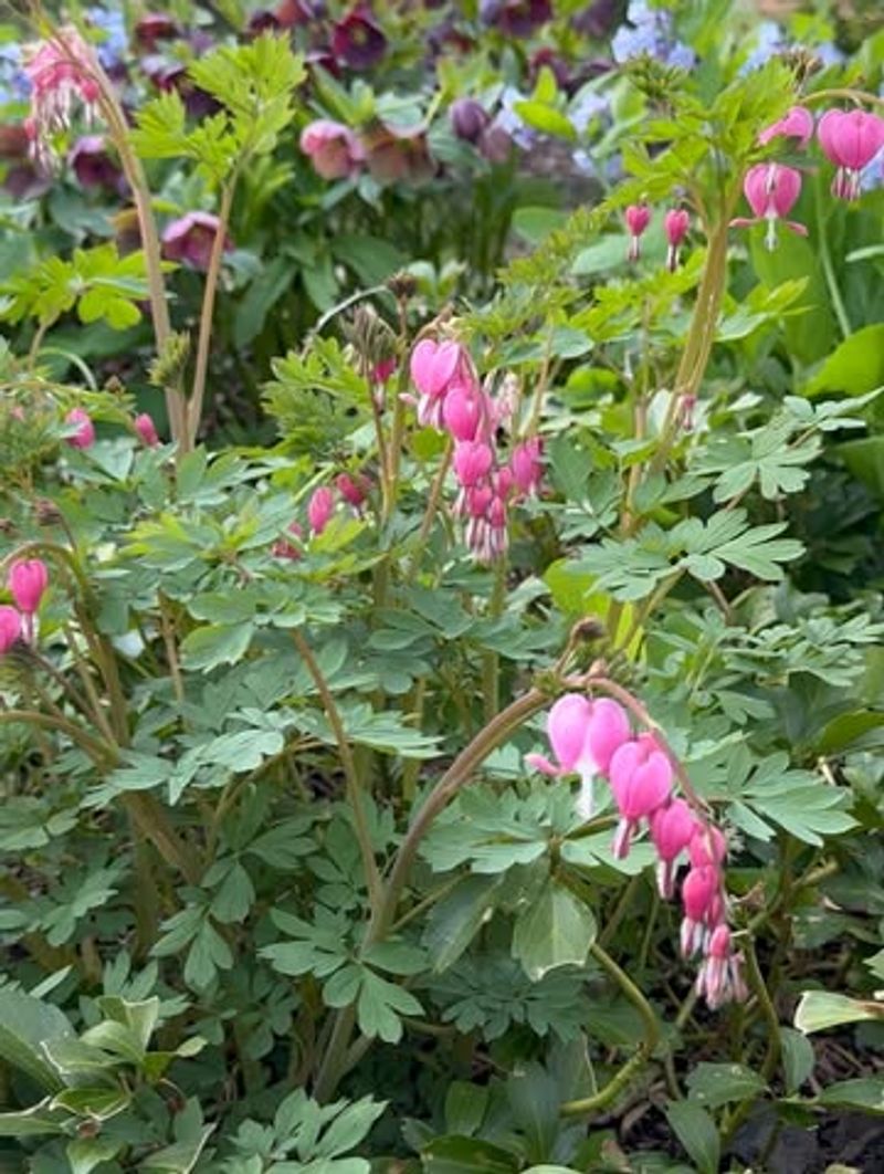 Bleeding Heart And Native Ferns