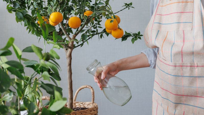 Water Deeply And Keep Soil Evenly Moist