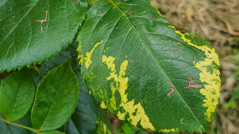 Virus Symptoms On New Growth Can Look Strange