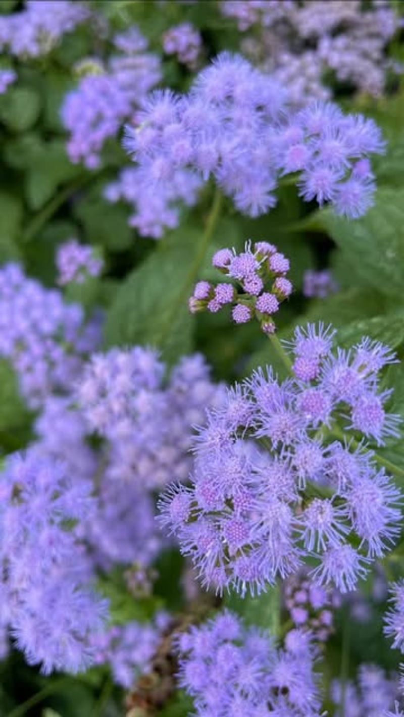Blue Mistflower (Conoclinium coelestinum)