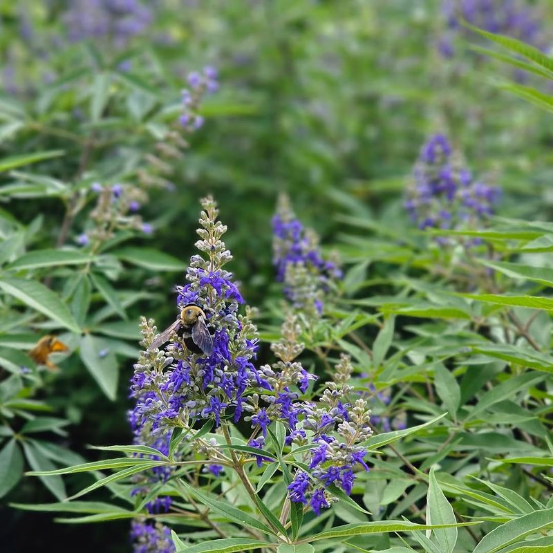 Vitex Handles Early Growth And Adapts Well To Heat