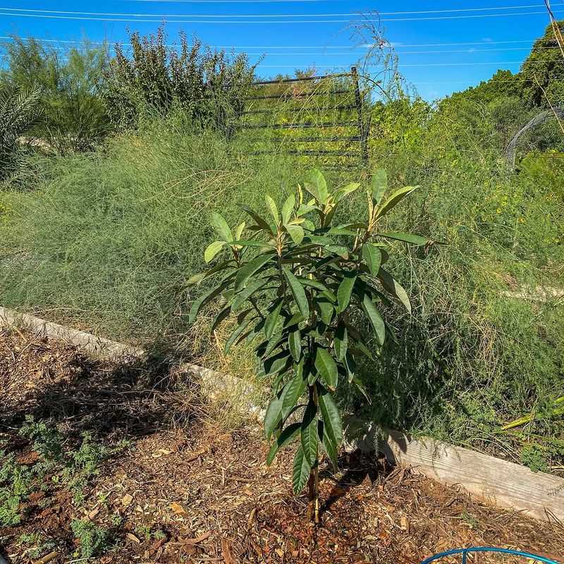 Mulching To Conserve Moisture And Protect Roots