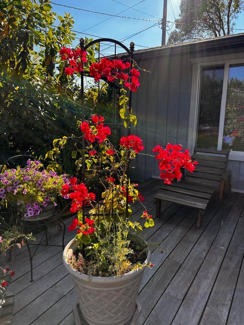 Late Bud Break Can Still Occur In Heat-Loving Plants