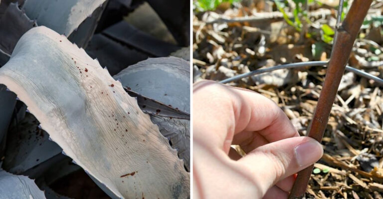 Is There Hope For Plants That Didn’t Recover From Freeze By April In Arizona