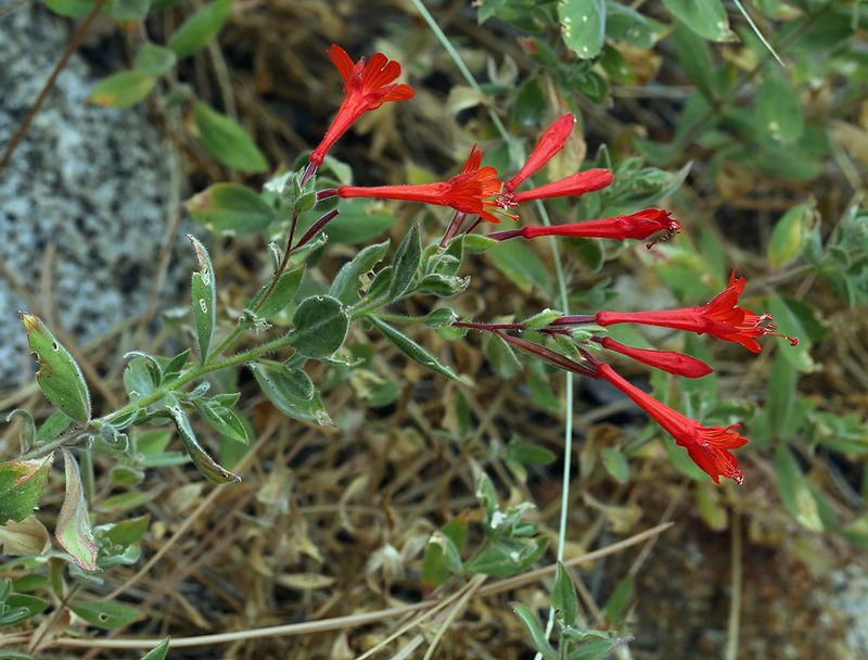 California Fuchsia
