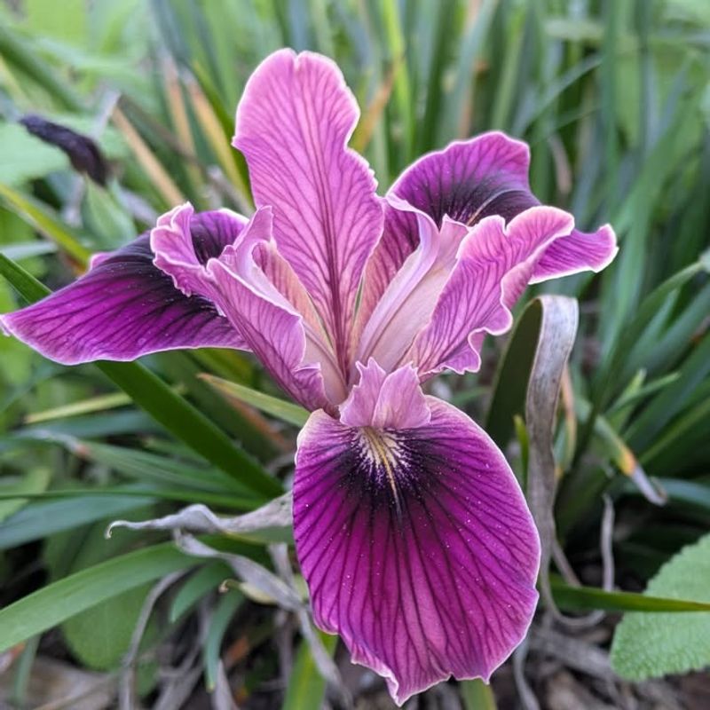 Pacific Coast Iris