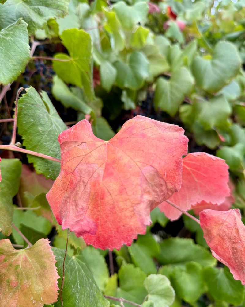 Roger's Red Grape