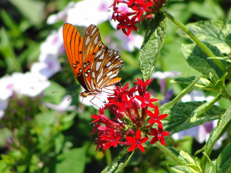 Butterflies And Hummingbirds Love What Pentas Brings