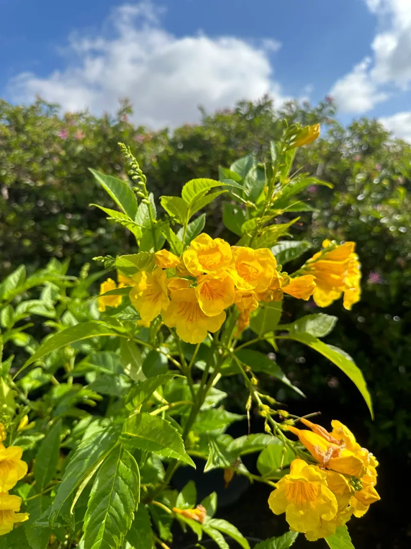 It Is Drought Tolerant And Remarkably Low Maintenance
