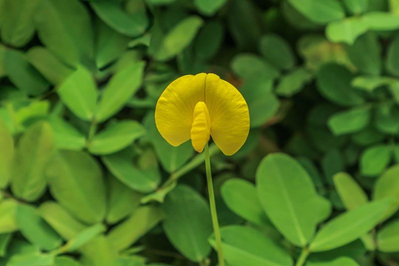 Bright Yellow Blooms Change The Look Of A Basic Lawn