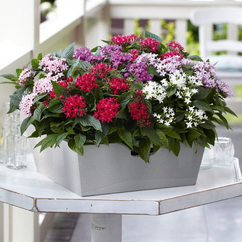 Pentas Look Just As Good In Pots As In Beds