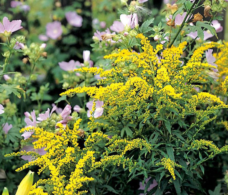 It Is Drought-Tolerant Once Established