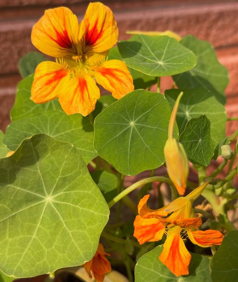 It Produces Bright, Cheerful Blooms