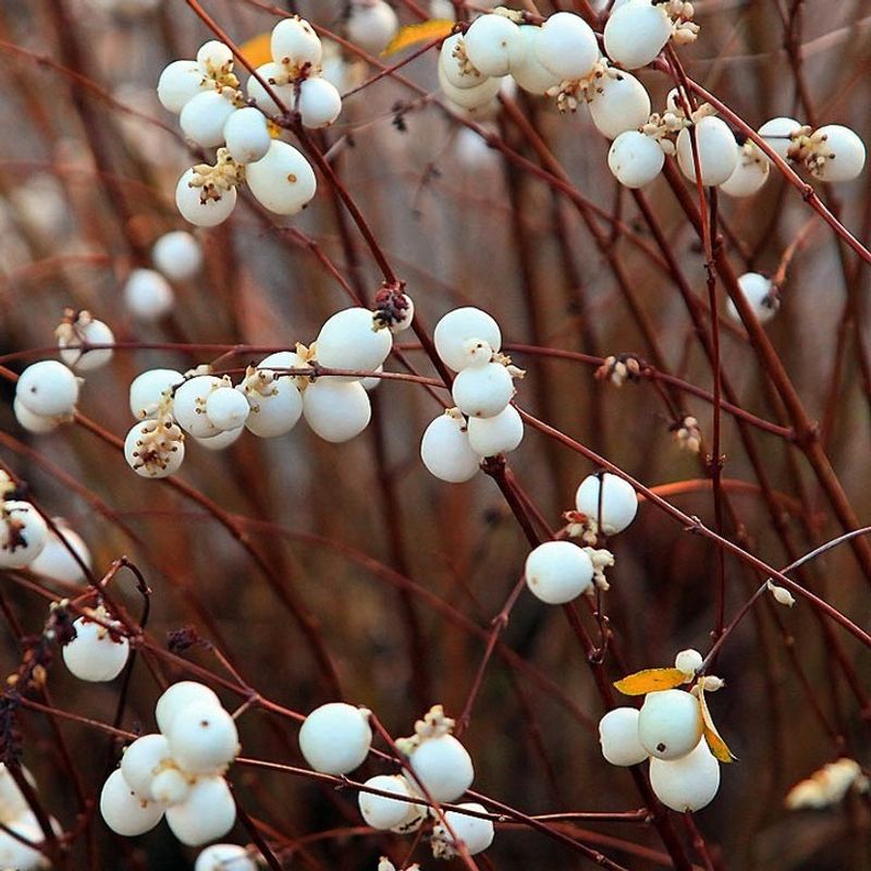 The White Berries Steal The Show