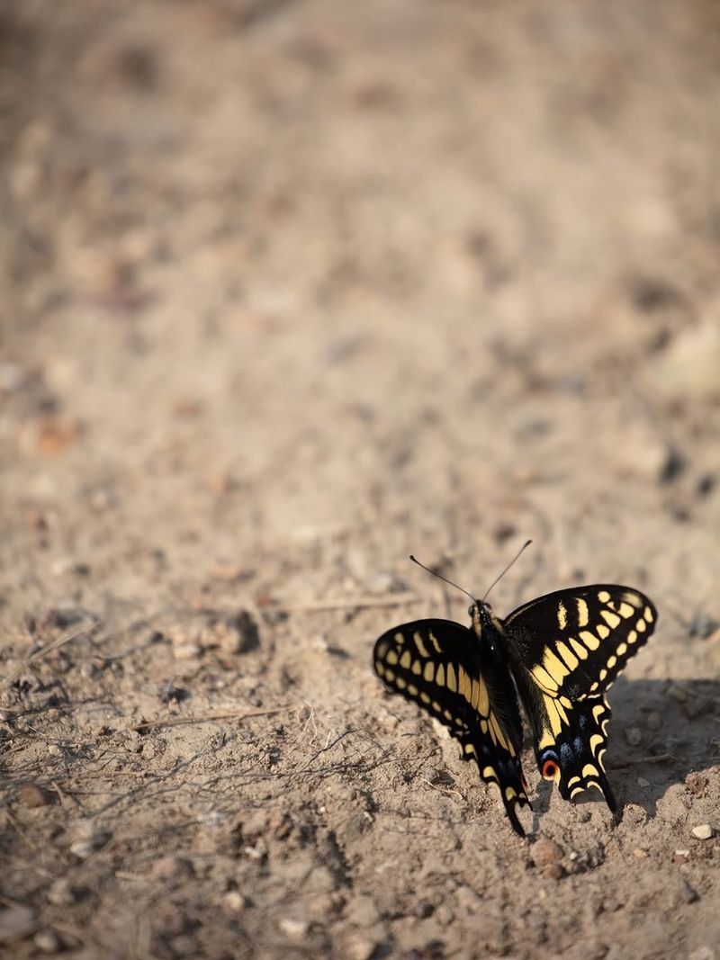 Why Pollinators Flock To Camas In Spring