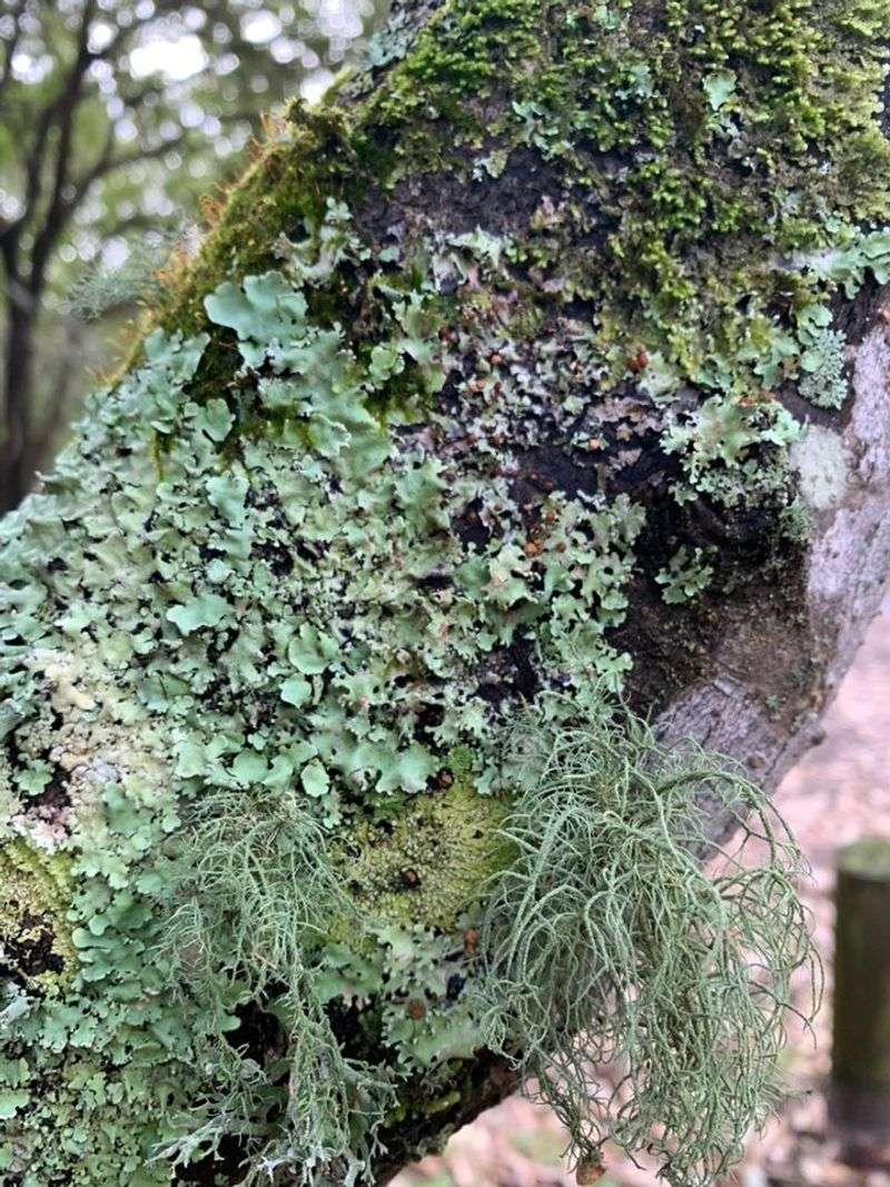 Older Branches Show It First