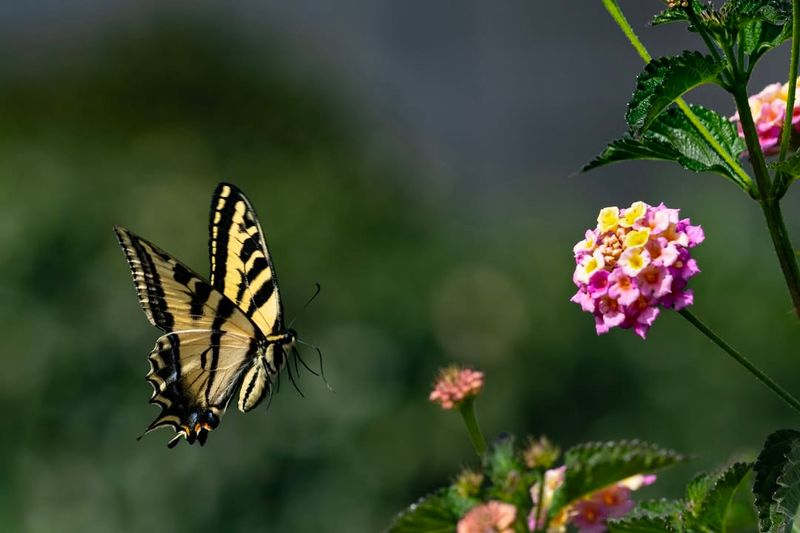 Butterflies Keep Coming Back To Its Long-Lasting Blooms