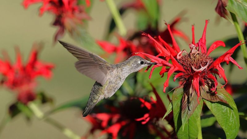 Ohio Gardens Get A Bigger Show When This Flower Joins In