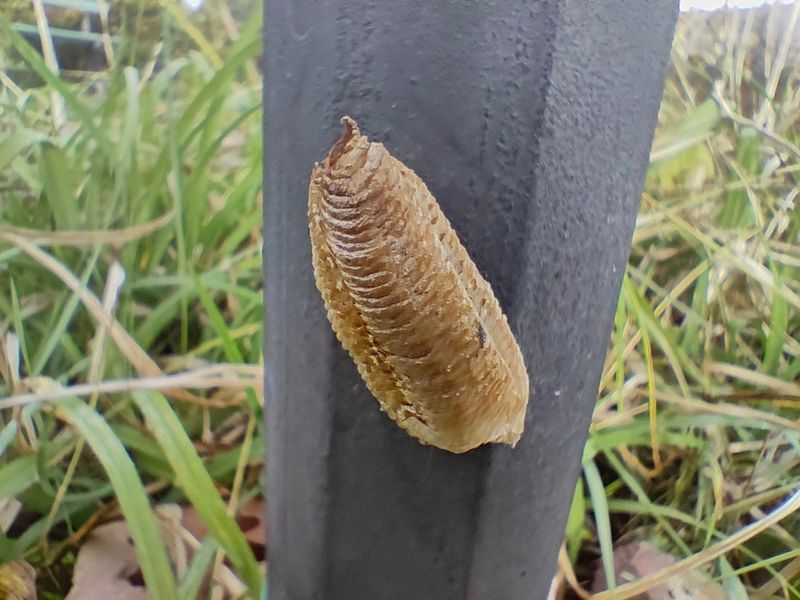 An Egg Case Suggests Lasting Garden Habitat