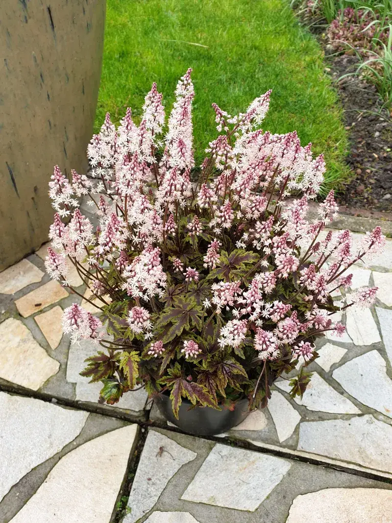 One Good Pot Can Make The Whole Entry Feel Better