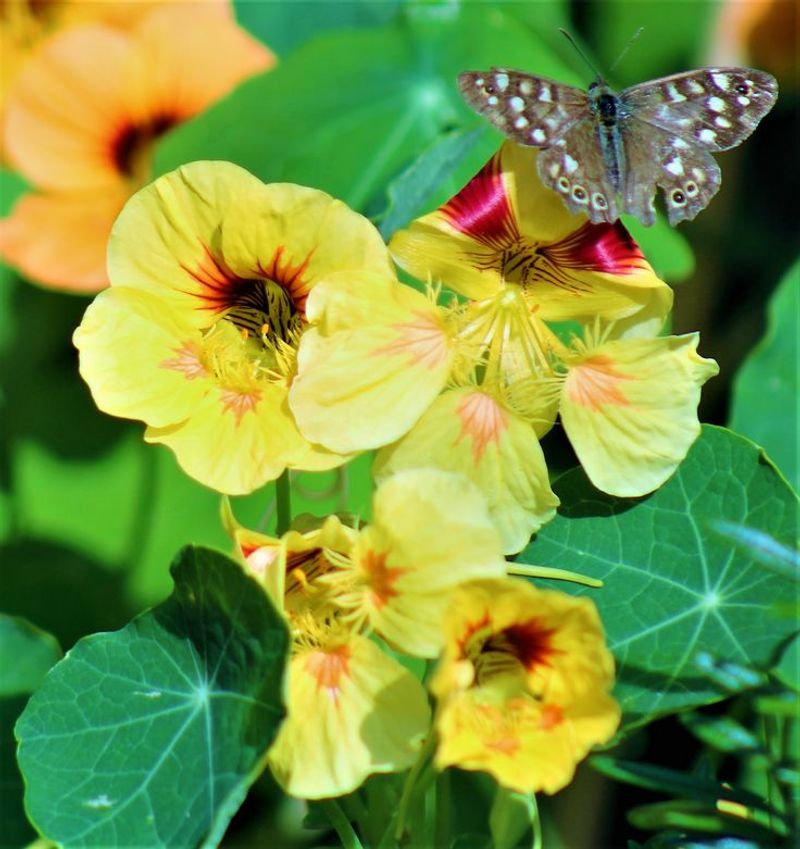 It Helps Attract Pollinators