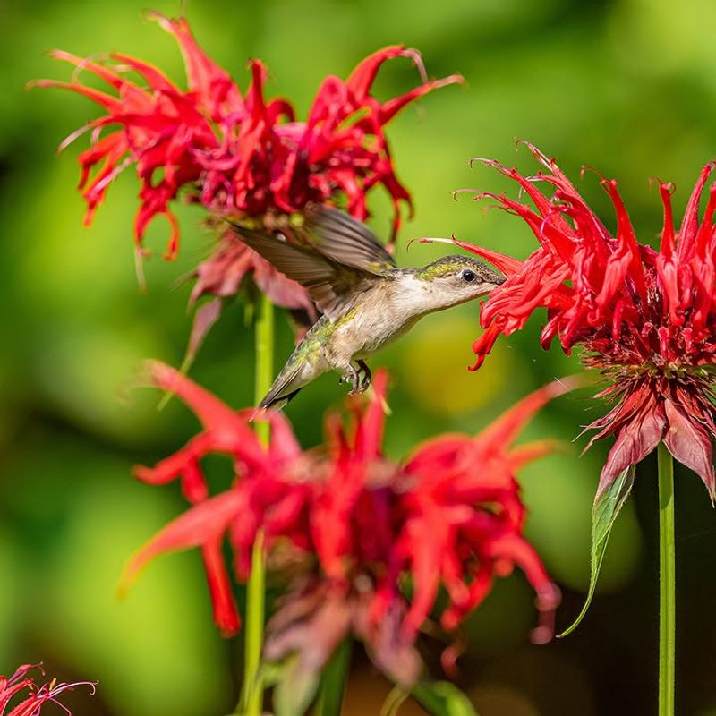 The Color Does A Lot Of Heavy Lifting Here