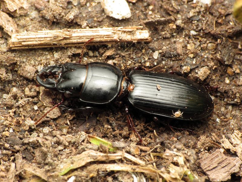 It Supports Beneficial Insects That Control Pests