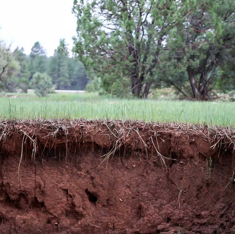 It Reduces Soil Erosion During Rain And Wind