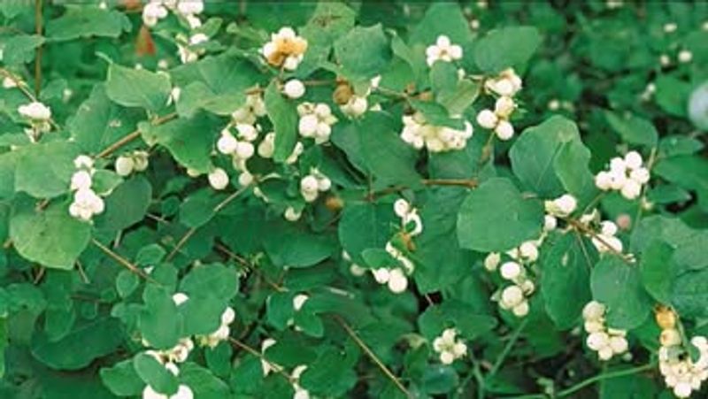 More Yards Are Going Native