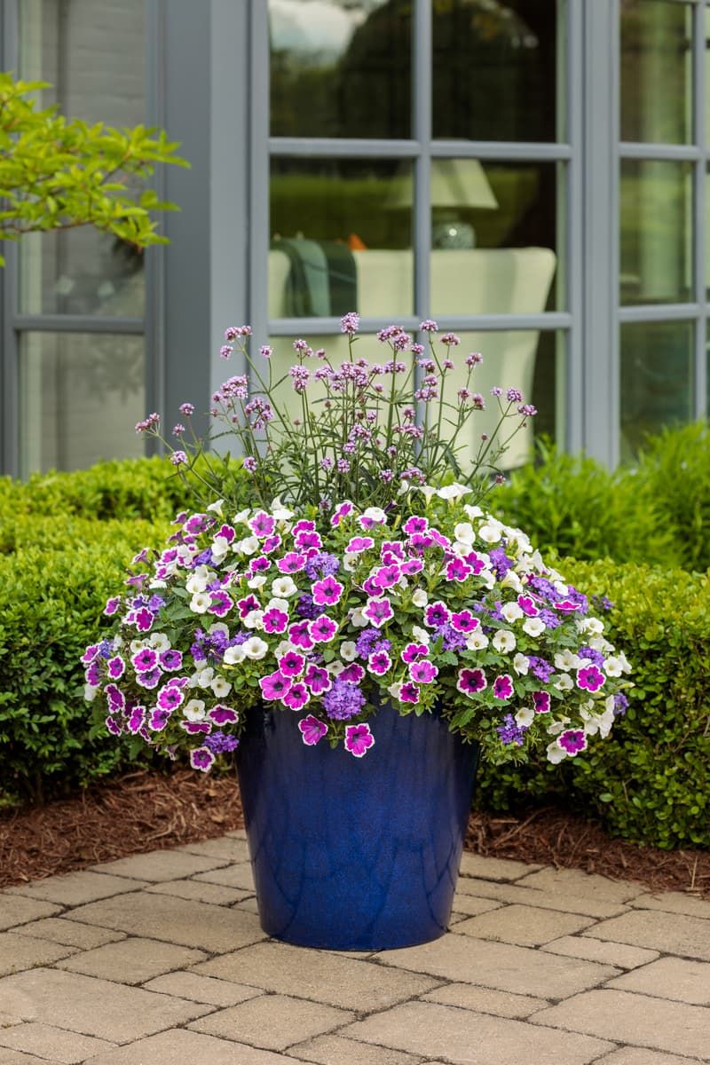 It Mixes Beautifully With Other Shade Plants