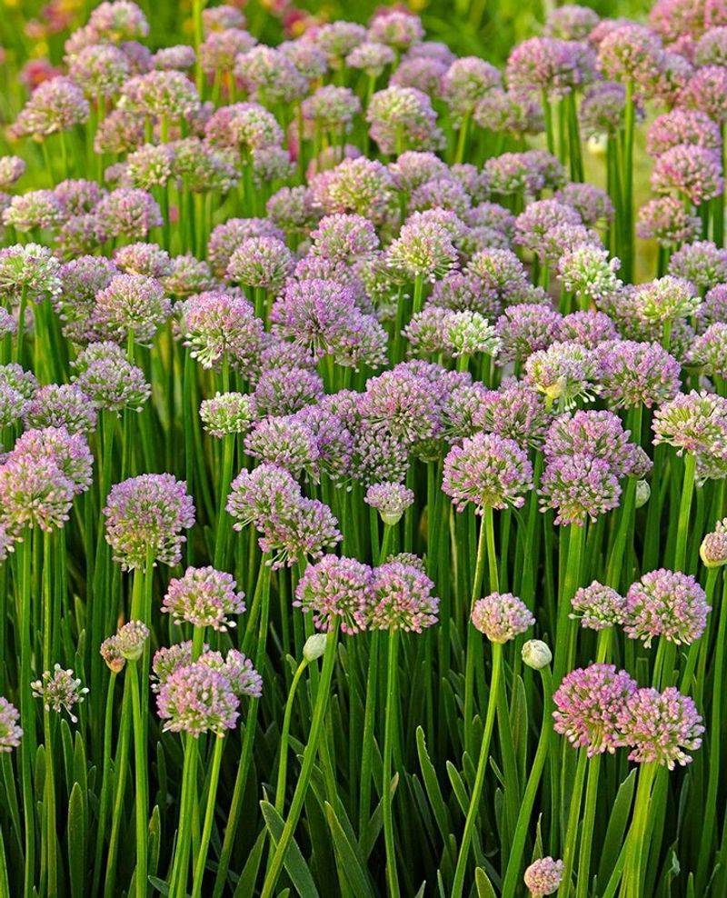 Alliums Extend The Season With Unique Blooms