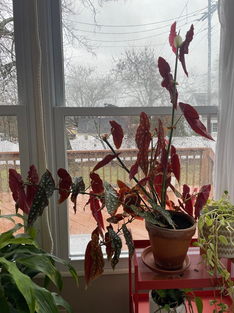 Pruning Helps Create A Fuller Plant