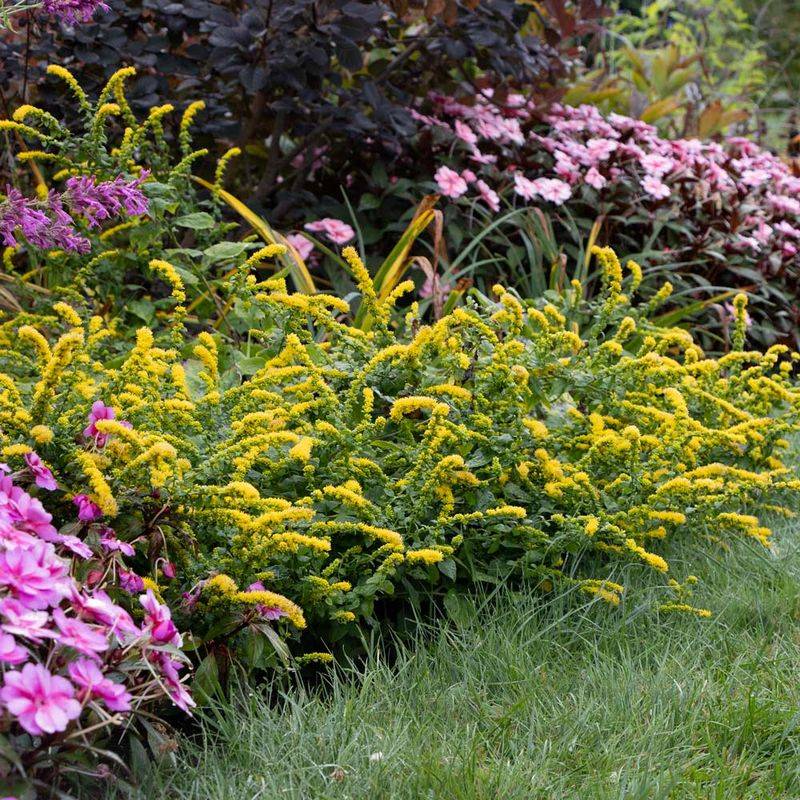 Ragweed Blooms At The Same Time (The Real Cause)