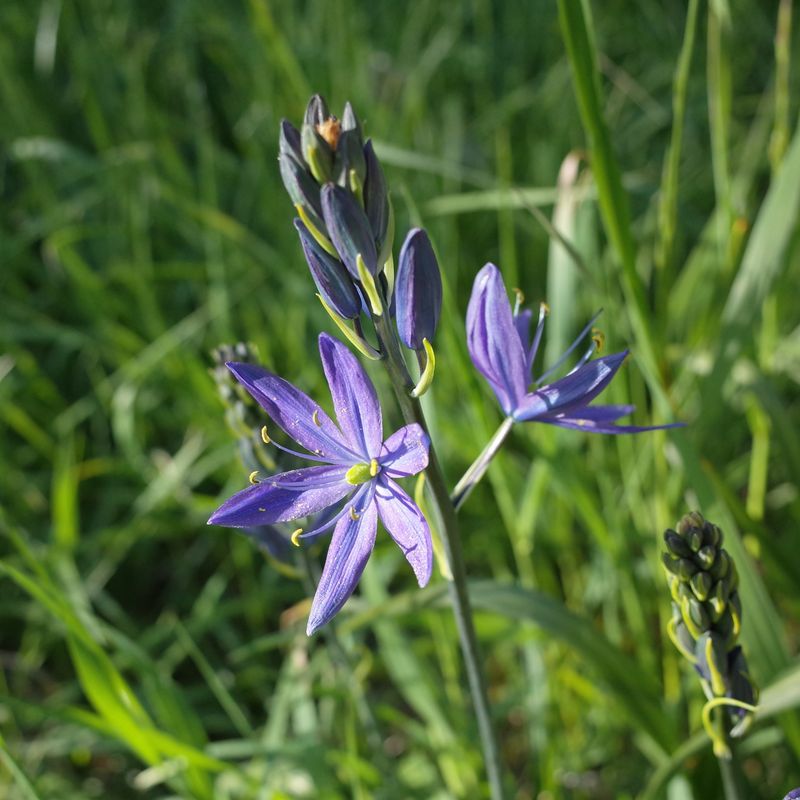 Camas Naturalizes Easily And Comes Back Strong Every Year
