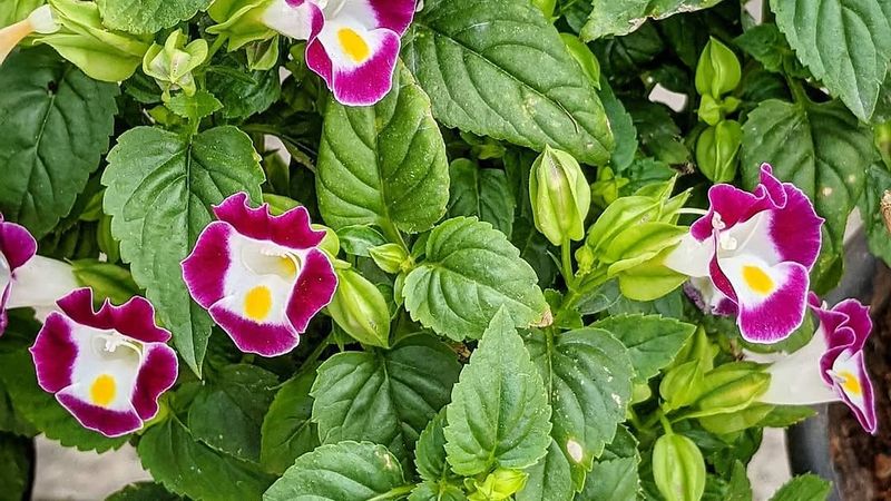 Torenia That Adds A Fresh Pop Of Color