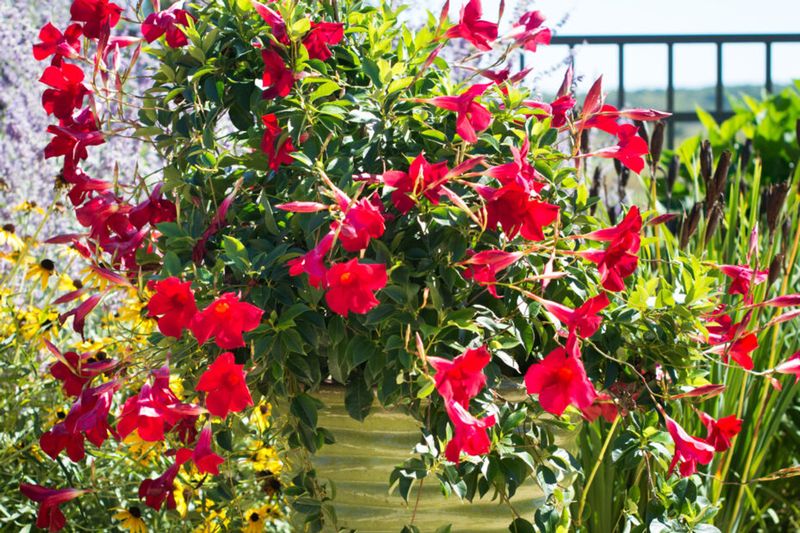 Mandevilla Pushes Out Better Color With Spring Nutrition