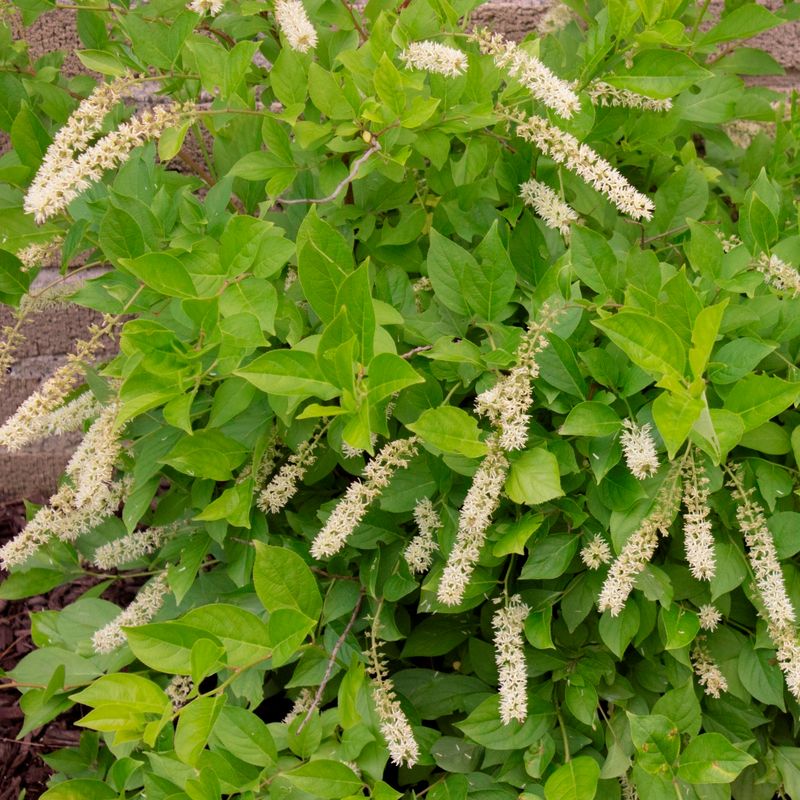 Sweetspire Sets Up Next Year's Blooms On Older Growth