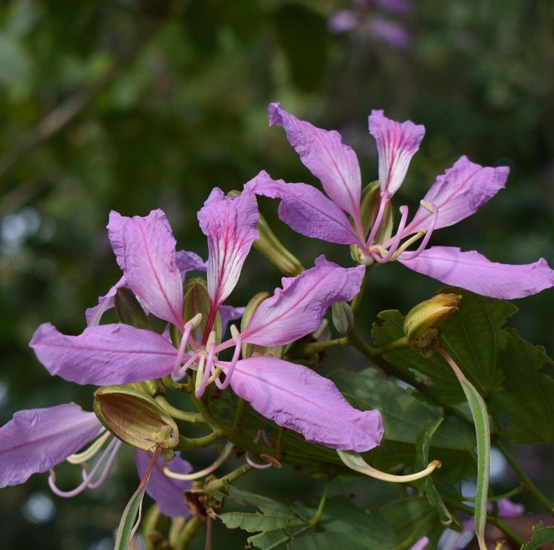 Orchid Tree Adds Soft Purple Flowers To Tropical Yards