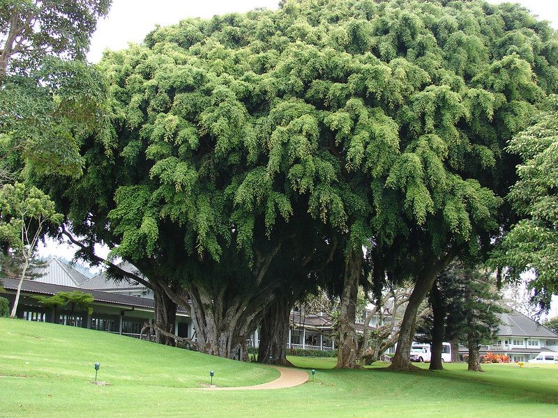 Weeping Fig Outgrows The Average Florida Yard