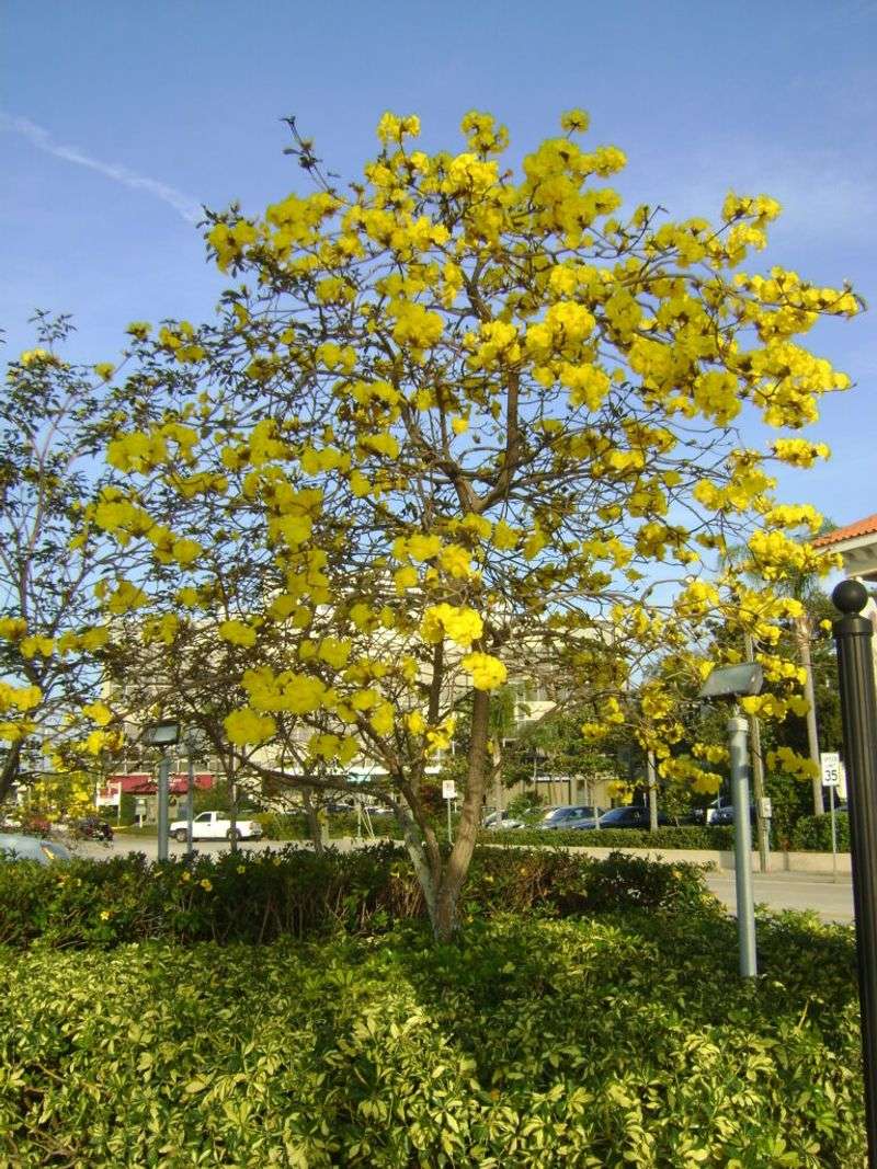 Tabebuia Pruning Can Disrupt Its Seasonal Flowering