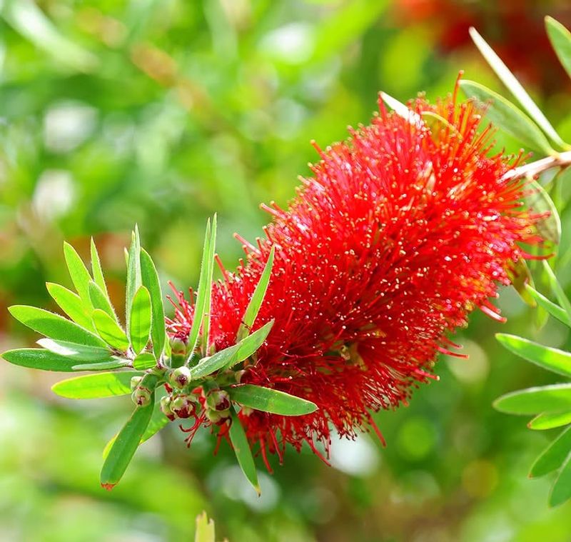 Bottlebrush